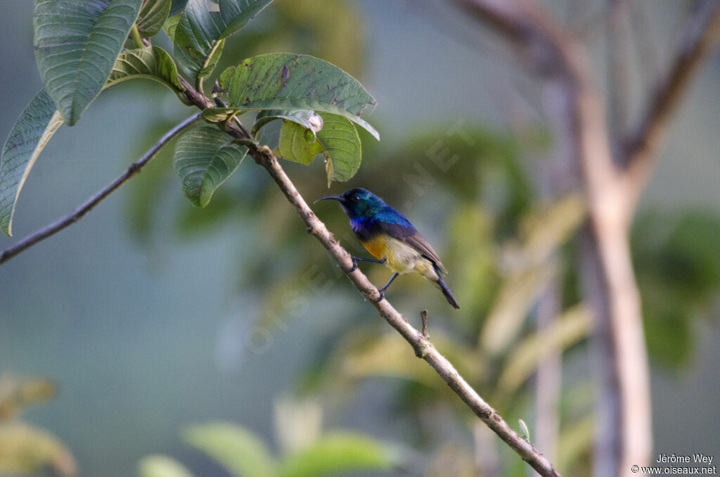 Variable Sunbird