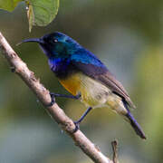 Variable Sunbird