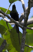 Bronzy Sunbird