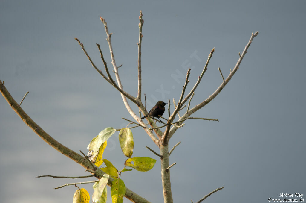 Copper Sunbird