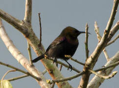 Copper Sunbird