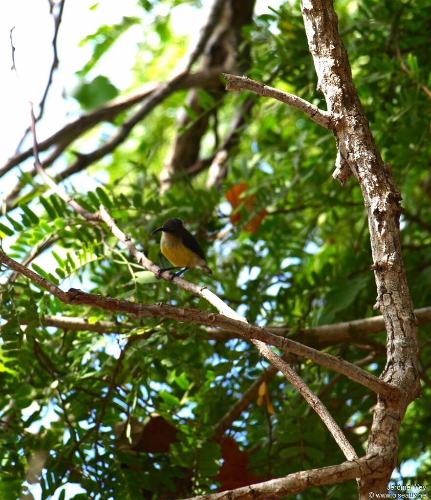 Mayotte Sunbird