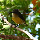 Souimanga de Mayotte