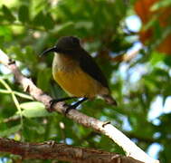 Mayotte Sunbird