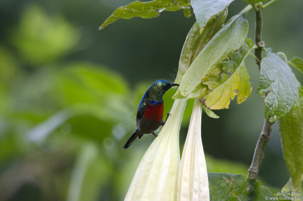 Northern Double-collared Sunbird