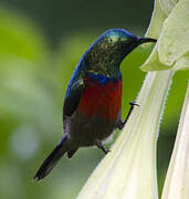 Northern Double-collared Sunbird