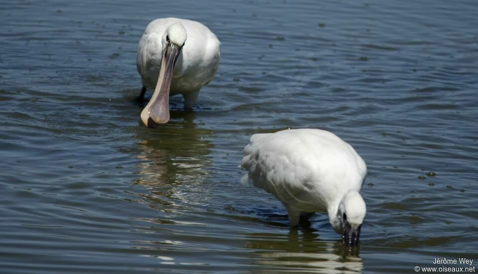 Eurasian Spoonbill