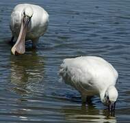 Eurasian Spoonbill