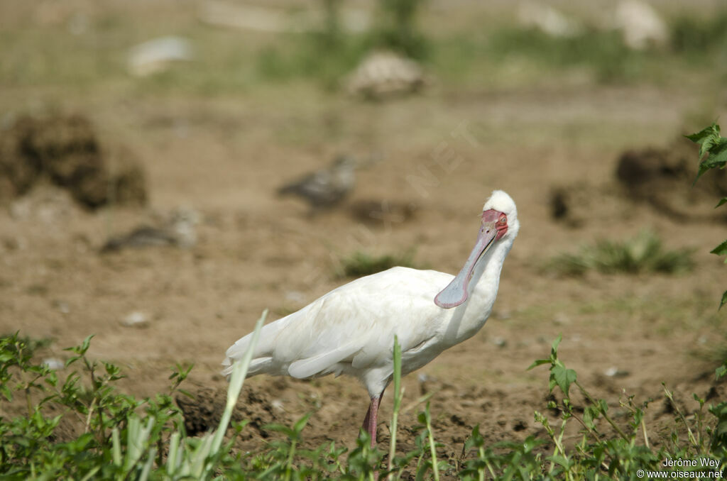 African Spoonbill