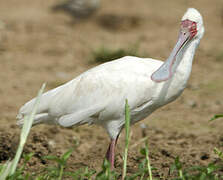 African Spoonbill