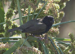 Black-faced Grassquit