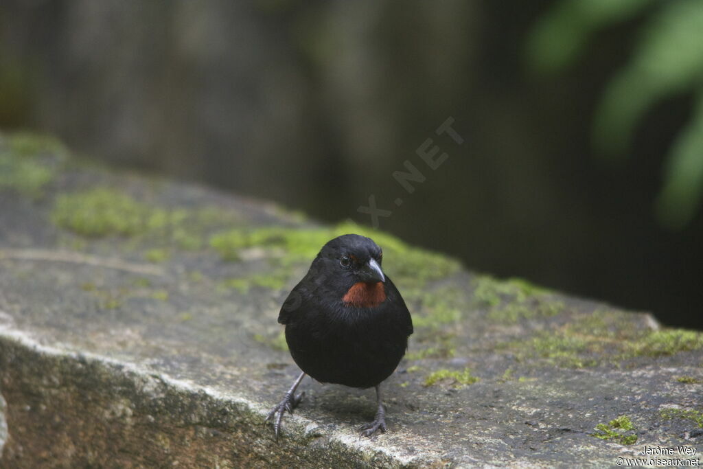 Sporophile rougegorge