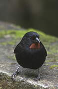 Lesser Antillean Bullfinch