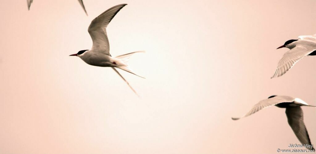 Arctic Tern