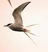 Arctic Tern