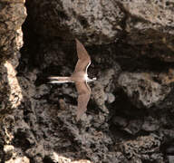 Bridled Tern