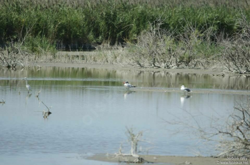 Caspian Tern