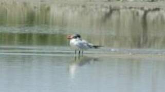 Caspian Tern