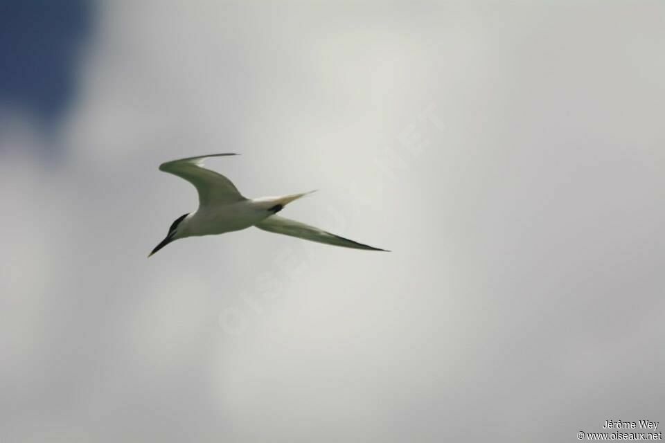 Sandwich Tern