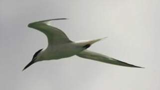 Sandwich Tern