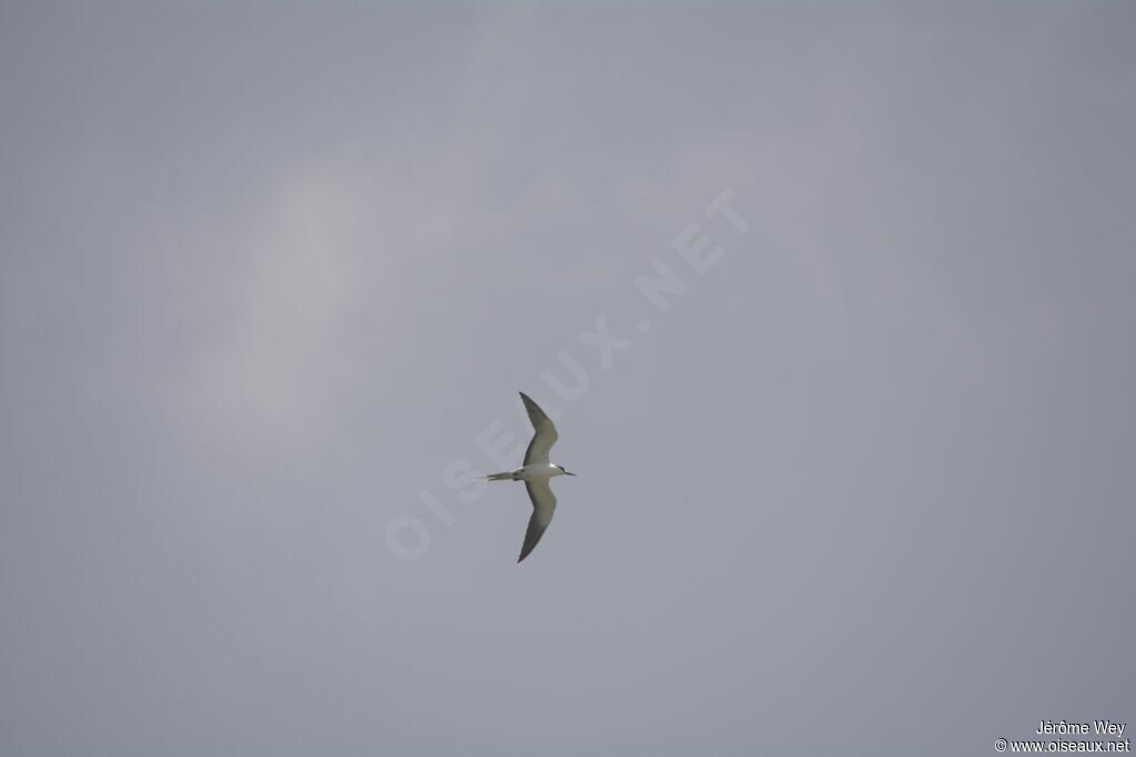 Sooty Tern
