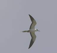 Sooty Tern