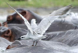 Gull-billed Tern