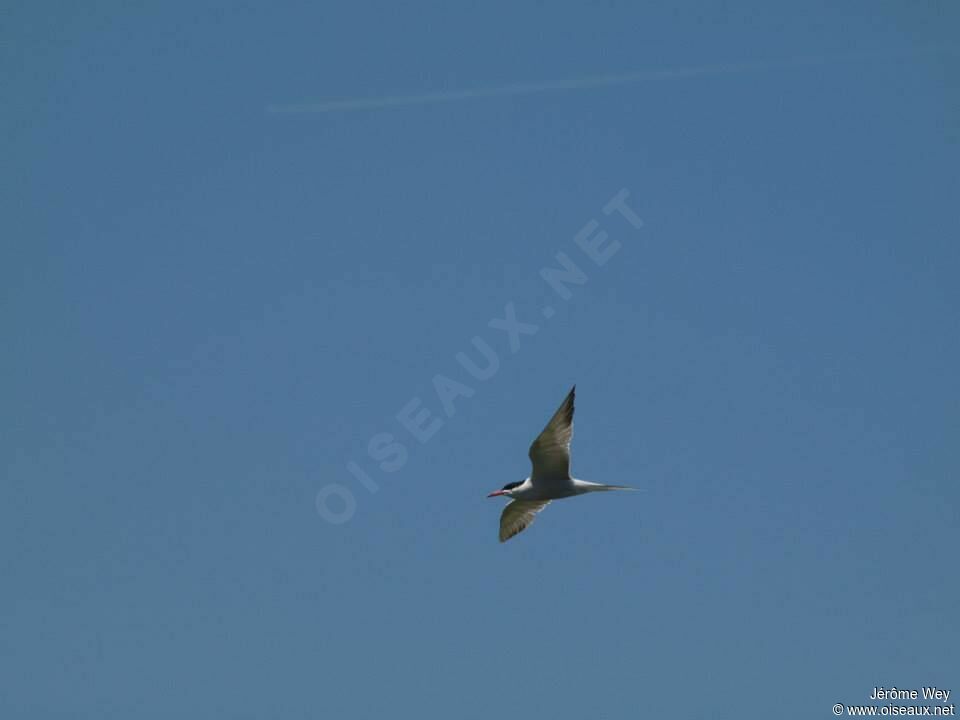 Common Tern