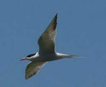 Common Tern