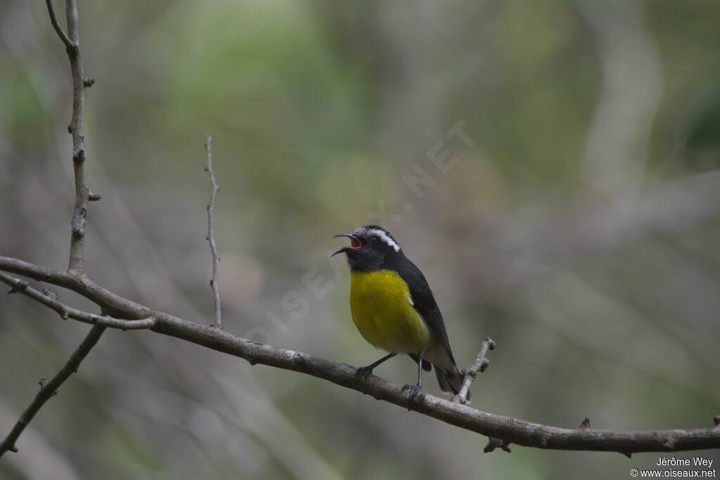 Bananaquit