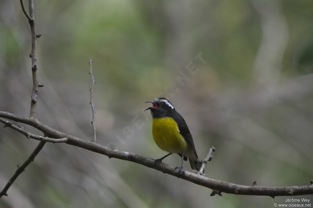 Sucrier à ventre jaune