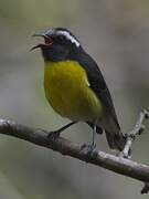 Bananaquit