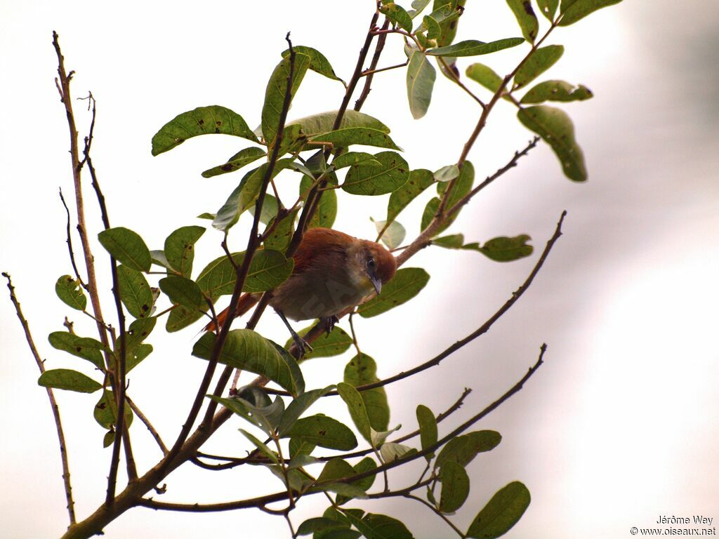 Yellow-chinned Spinetail