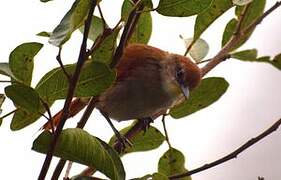 Yellow-chinned Spinetail