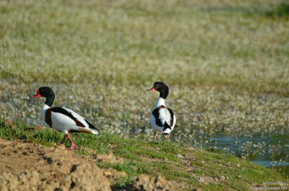 Common Shelduck