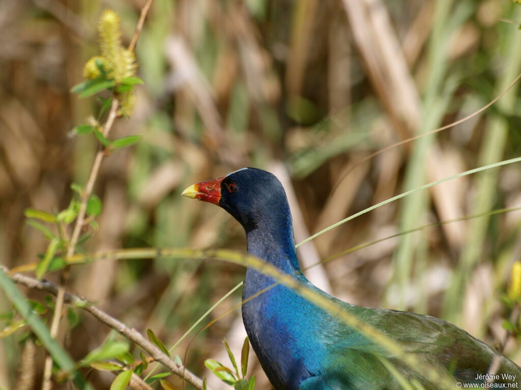 Purple Gallinule