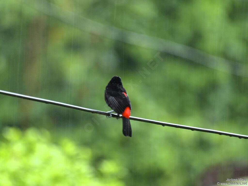 Scarlet-rumped Tanager