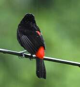 Scarlet-rumped Tanager