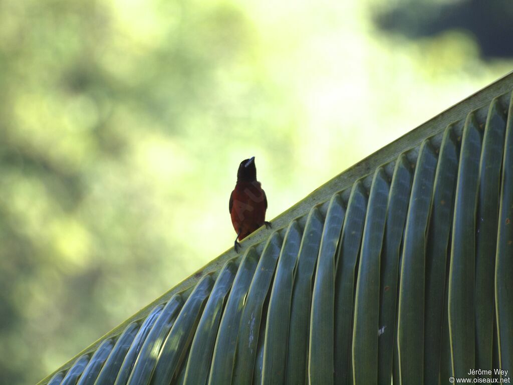 Tangara à dos rouge