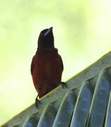 Crimson-backed Tanager