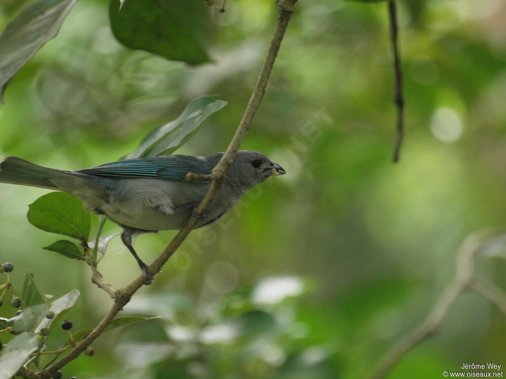 Sayaca Tanager