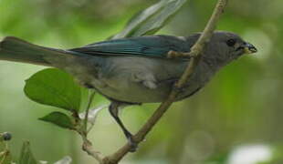 Sayaca Tanager