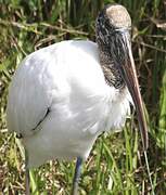 Wood Stork