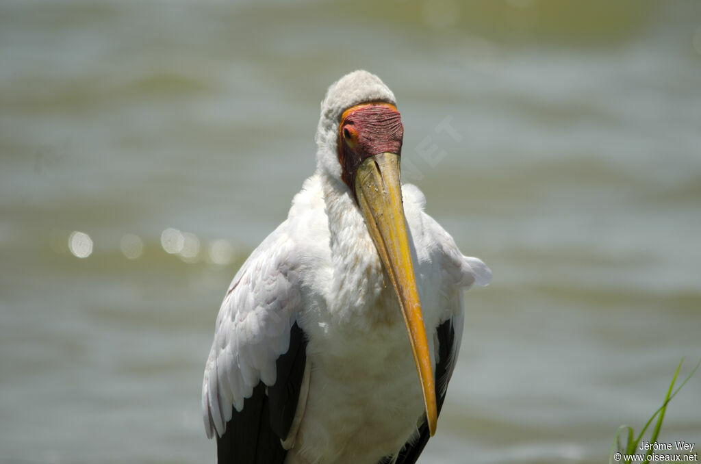 Yellow-billed Stork