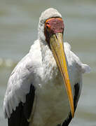 Yellow-billed Stork