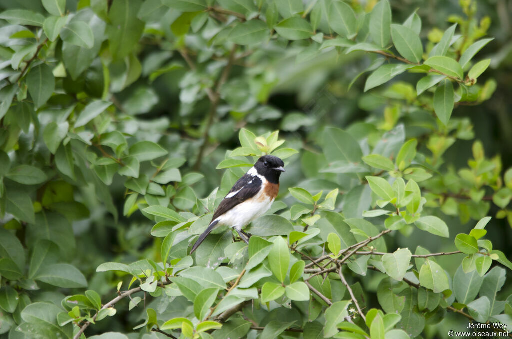 African Stonechat