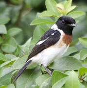 African Stonechat