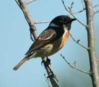 European Stonechat