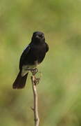 Pied Bush Chat