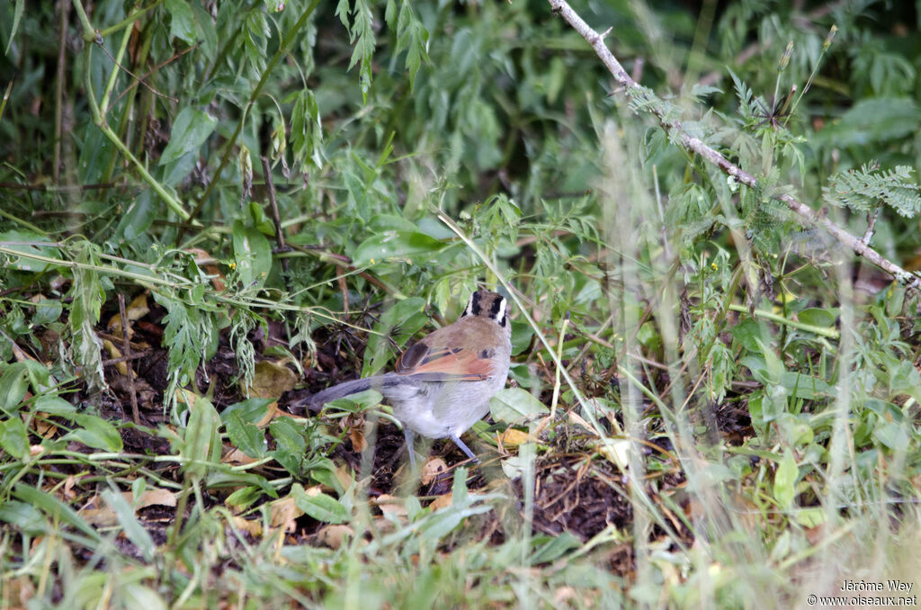 Brown-crowned Tchagra